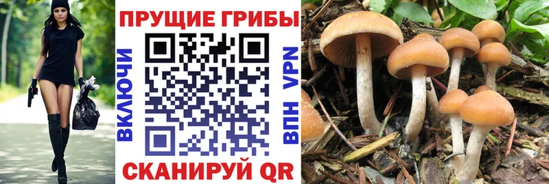 Псилоцибиновые грибы ЛСД  ссылка на мегу   Донецк  площадка официальный сайт  купить наркоту 